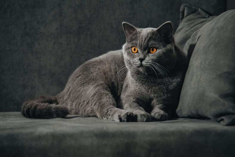 British shorthair cat, blue-gray color with orange eyes. lying on the dark sofa and looking back.