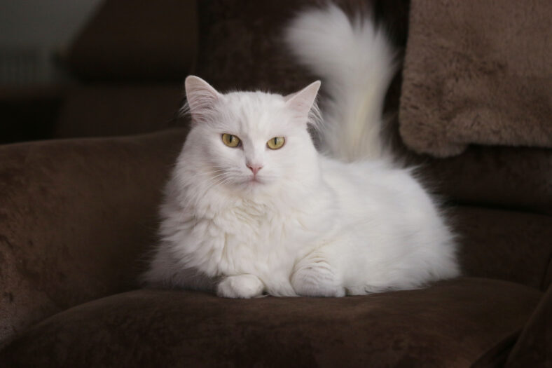 White Angora cat