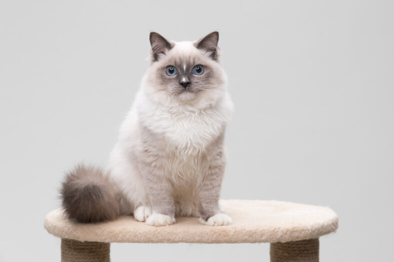 Gorgeous ragdoll cat sitting on a climbing frame. Studio shot. Solid background.