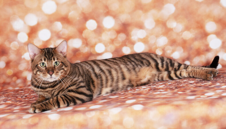 Toyger cat on a cat show on golden glitter background