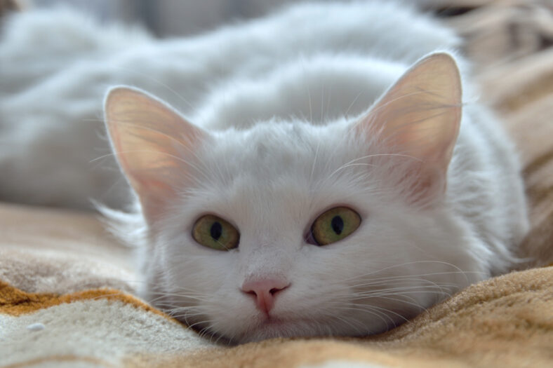 Fluffy white cat lies on a soft bed. Portrait of breed Turkish Angora cat. Close up photo.