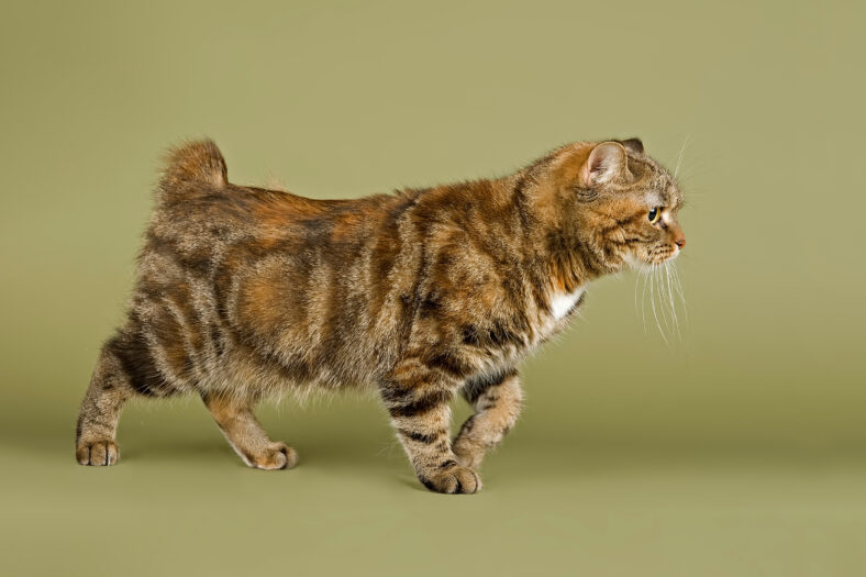 Manx cat