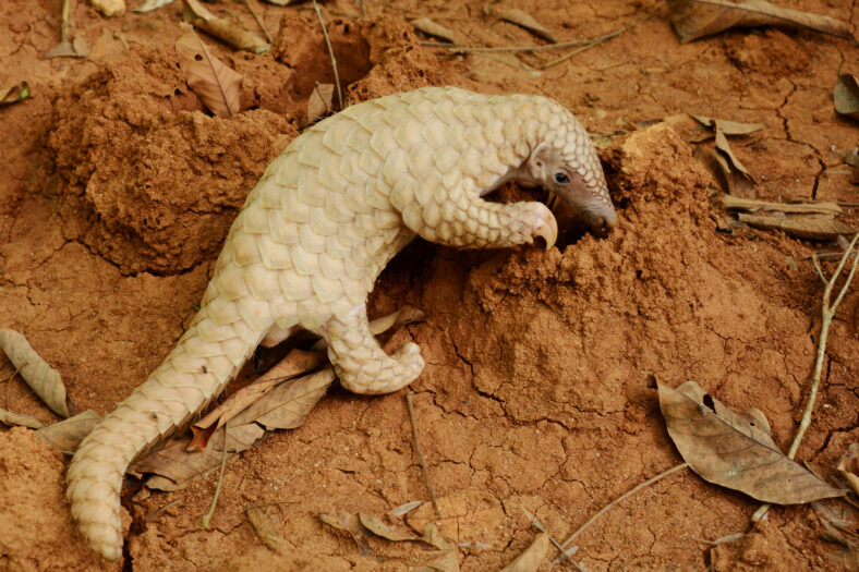 Young Indian pangolin (Manis crassicaudata) at Pinnawala, Sri Lanka