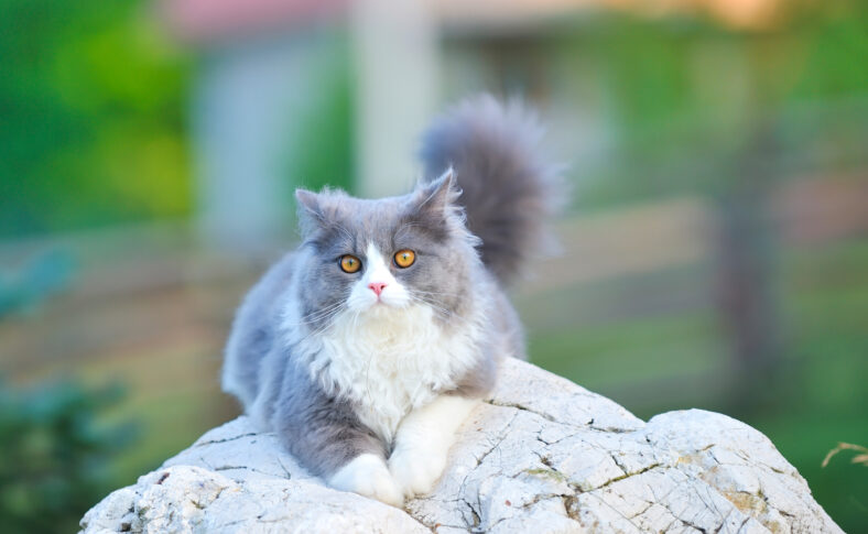 Ragdoll cat