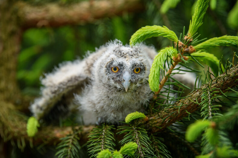 Baby Long-eared owl owl in the wood, sitting on tree trunk in the forest habitat. Beautiful small animal in nature