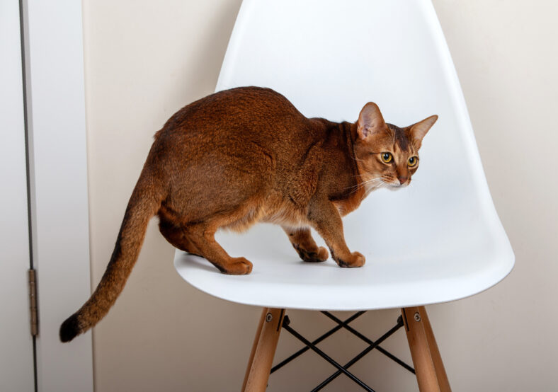 Abyssinian cat