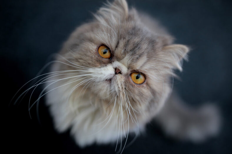 gray persian cat on dark blue background.
