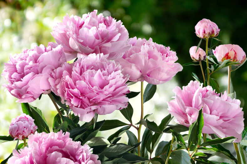 Bouquet of Pink Pionies closeup on a blurred green background