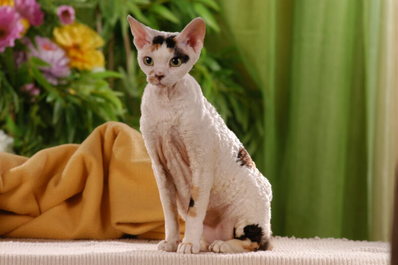 Cornish rex cat sitting on a green blanket