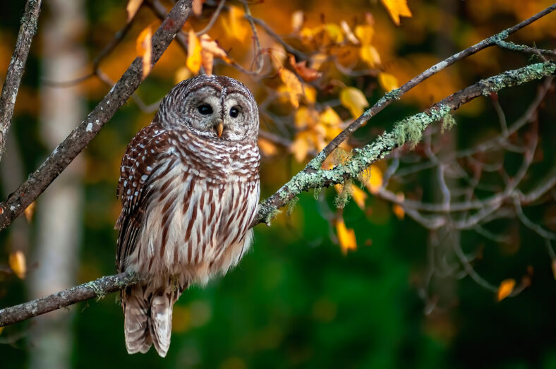 An image of a barred owl perched in an old moss covered tree at the edge of the forest at dusk.