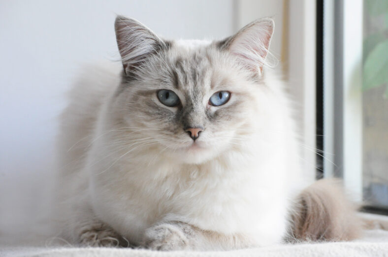ragdoll cat