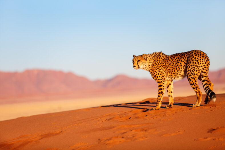 Beautiful cheetah outdoor on red sand dune early in the morning at Namib desert