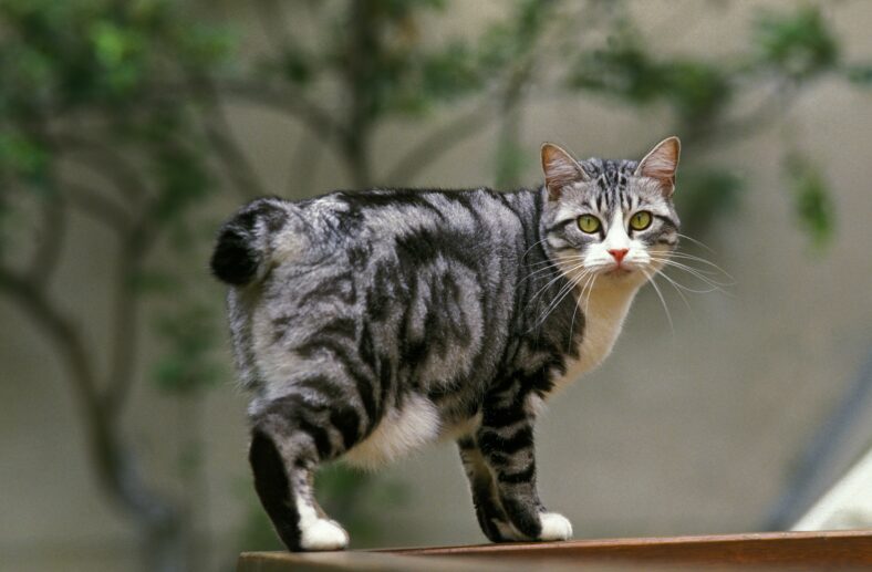 Japanese Bobtail Domestic Cat, Adult