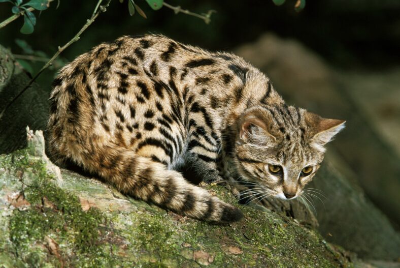Black-Footed Cat, felis nigripes, Adult