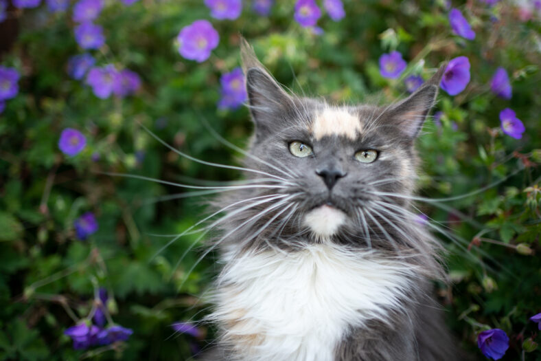 portrait of a blue white torbie maine coon cat in front of purple flowers