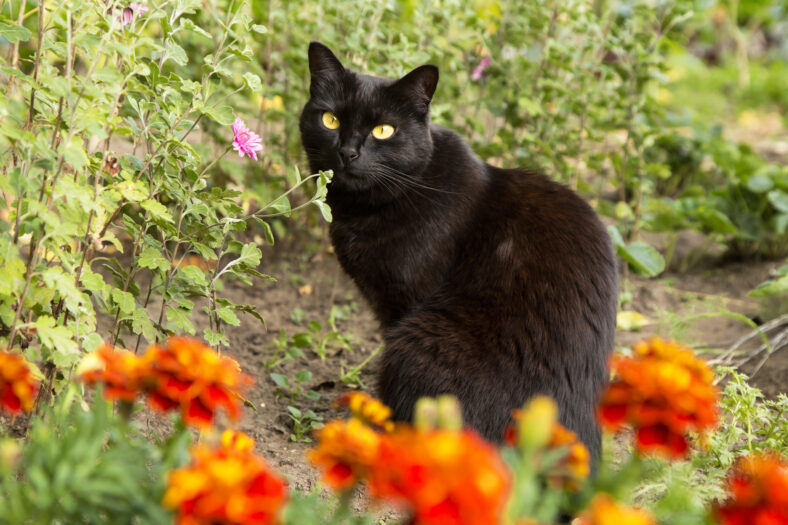 Black cat with yellow eyes sit outdoors in nature in autumn garden with flowers