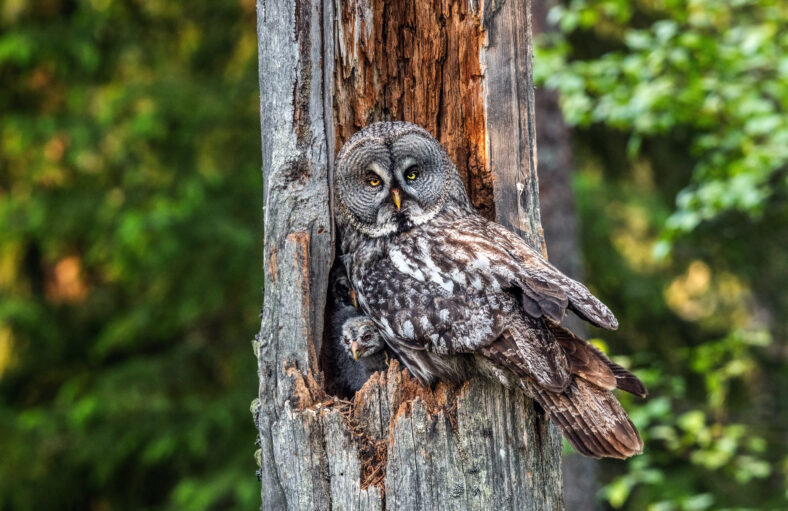 The owl sitting with little owlets in the nest in the hollow of an old tree. The Ural owl (Strix uralensis). Summer forest. Natural habitat.