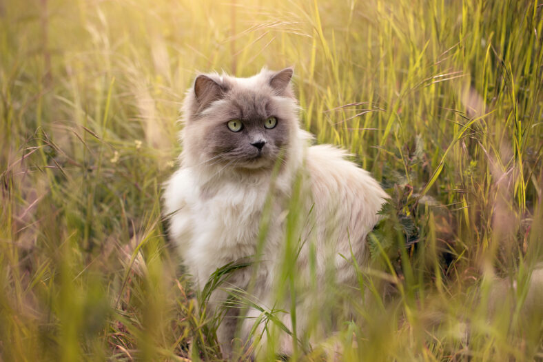 Ragdoll Cat in Grass