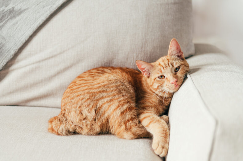 Cute little ginger kitten lays on the sofa in funny pose