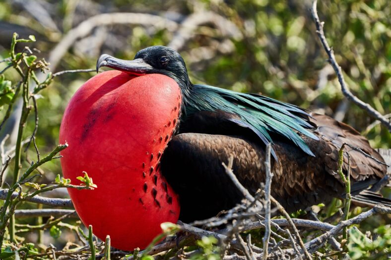 Magnificent frigatebird north seymour island Galapagos in Ecuador south america