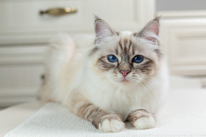Birman cat on a light background