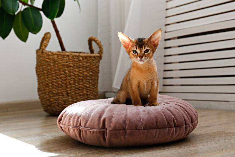 Two month old cinnamon abyssinian cat at home. Beautiful purebred short haired kitten on a cushion in living room. Close up, copy space, background,.