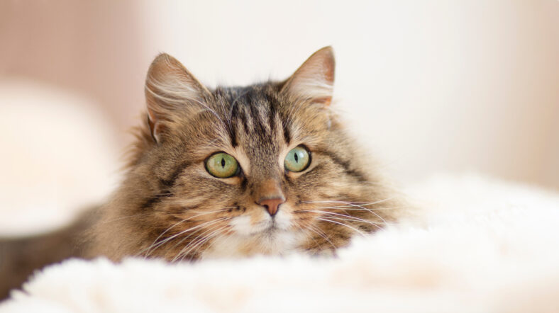young fluffy ginger Siberian cat lying on bed resting and watch with interest , concept lovely pets