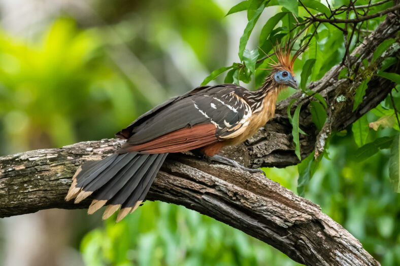 Hoatzin (Opisthocomus hoazin) with crest raised in the Amazon rainforest at Lake Sandoval, Peru, South America.