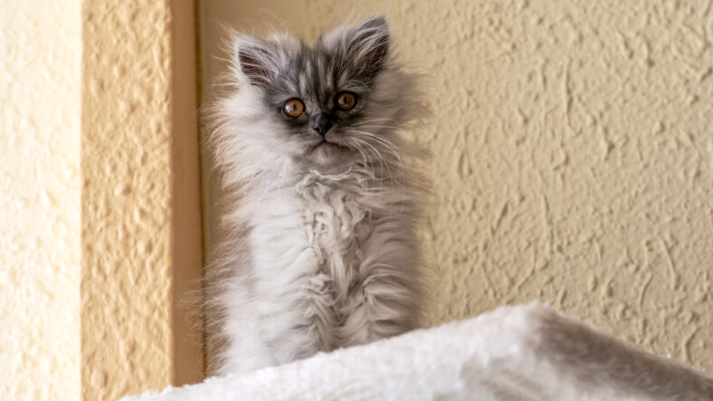 Grey turkish angora kitten on the beige background closeup.Grey kitten, looking at camera. World Pet Day.