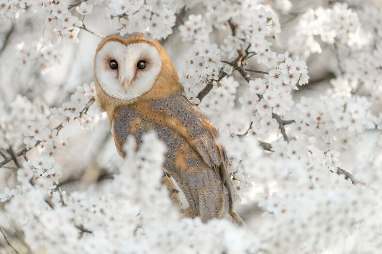 Fine art portrait of Barn owl wrapped by flowers (Tyto alba)