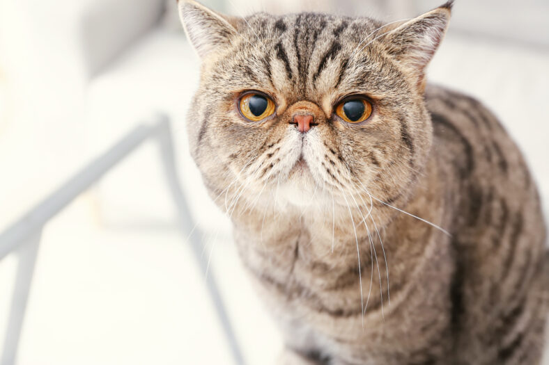 Cute Exotic Shorthair cat at home
