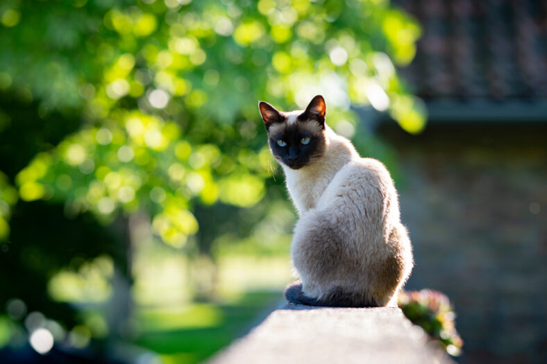 A Siamese cat with blue eyes is sitting on a fence in the garden