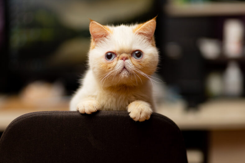 exotic shorthair cat