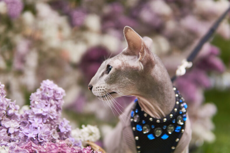 beautiful peterbald cat walks on a leash outdoor on a blurred natural background of blooming lilac
