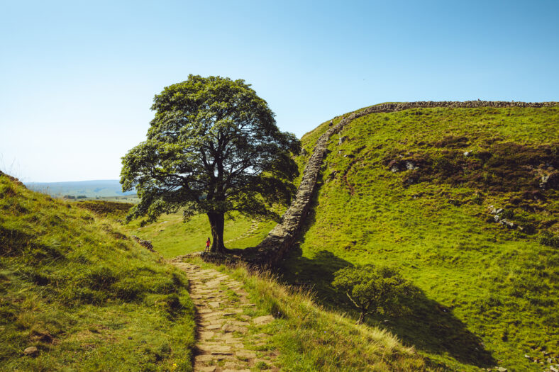 Northumberland UK: Hadrians Wall built on tall cliffs (Roman Wall) on a sunny summer day in English countryside