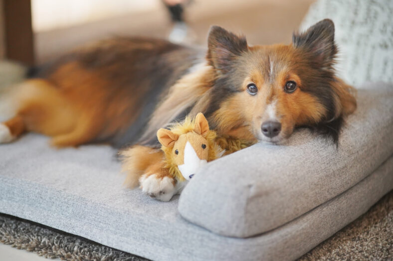 A Shetland Sheepdog (Sheltie) prepare to sleep on the dog bed