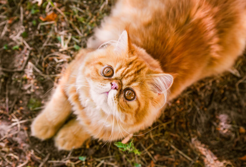 Funny Young cute Red Persian cat with big orange round eyes is walking, top view
