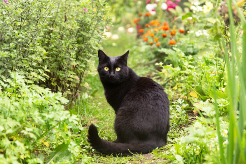 Beautiful black bombay cat with yellow eyes sit outdoors in nature in autumn summer garden with plants and flowers