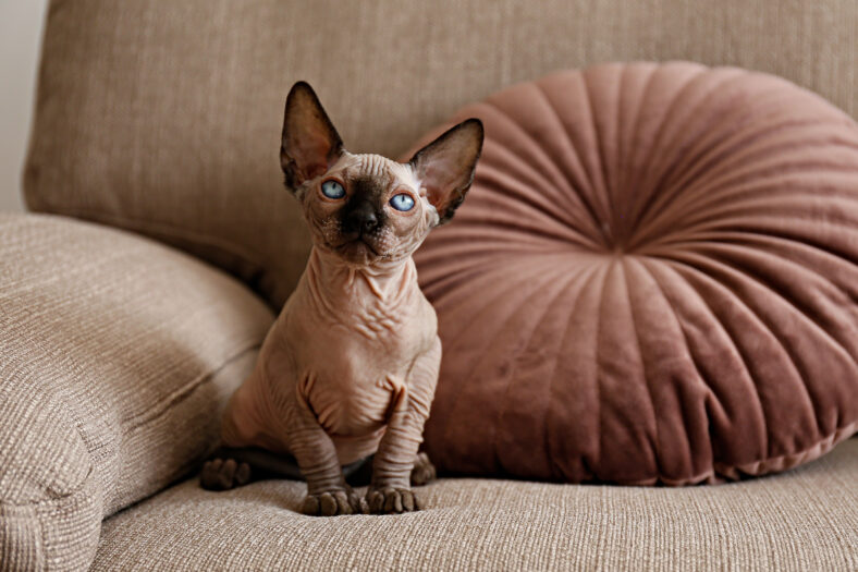Two month old Canadian sphynx cat sitting on a couch