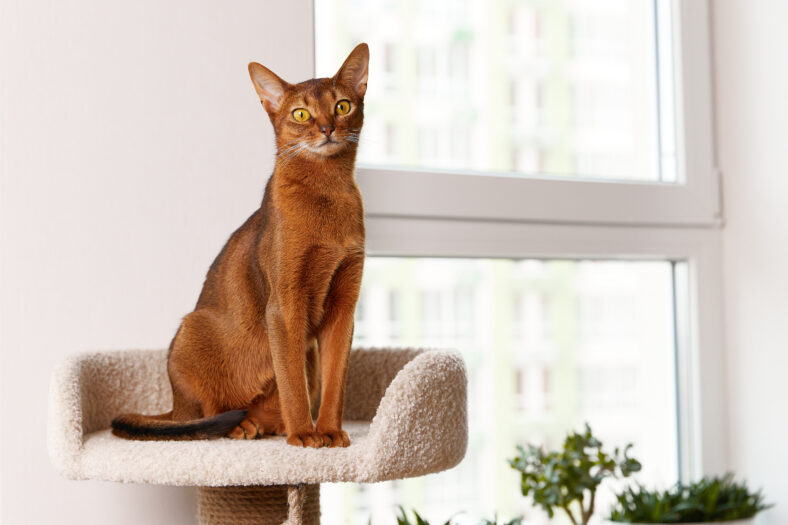 Abyssinian young cat sitting at tower. Beautiful purebred short haired kitten at home