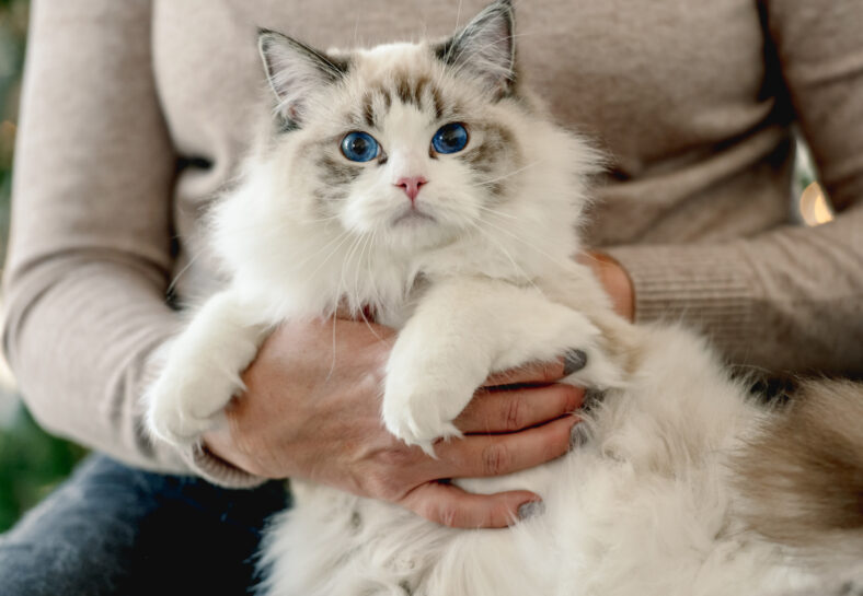 Girl with ragdoll cat