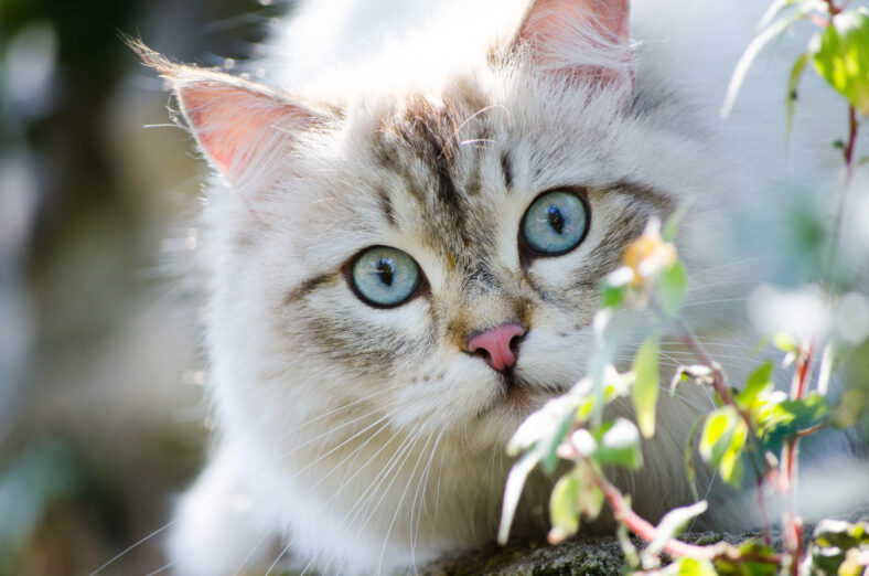 Cute Persian cat in grey color and blue eyes playing around in the garden.