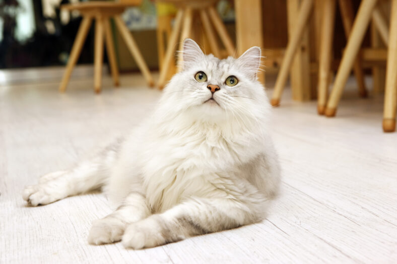 persian cat sitting on the floor