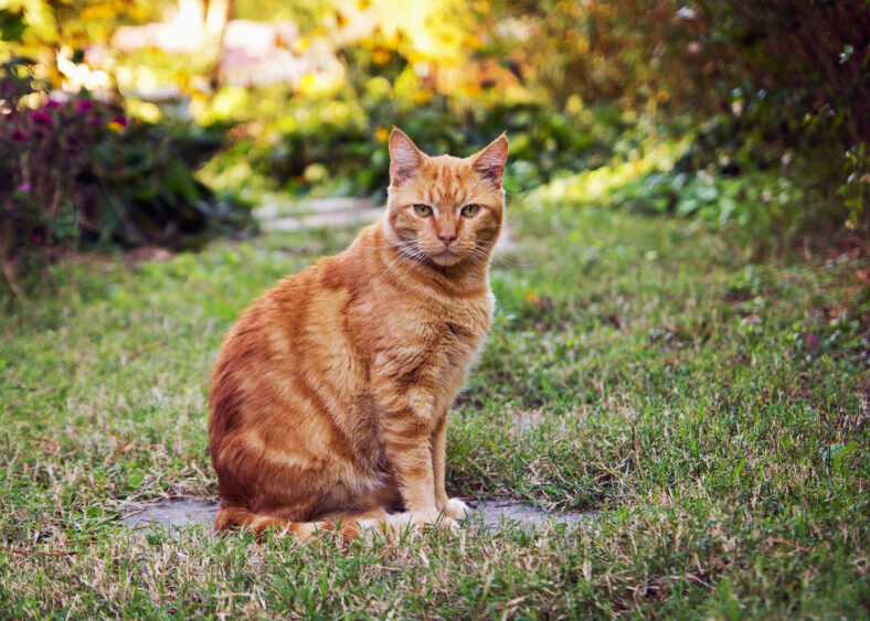 an orange feline sitting in a garden.