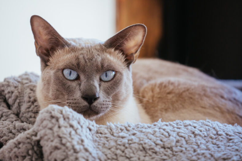 A Tonkinese breed domesticated cat rests in its bed indoors in Australia