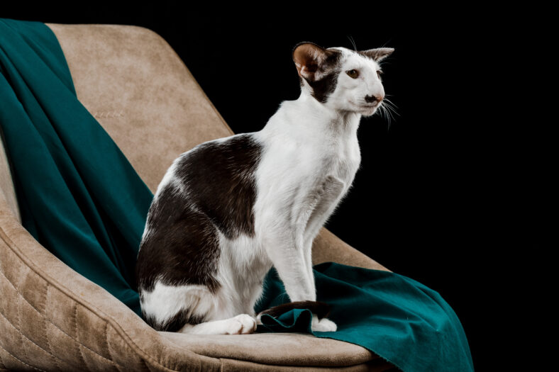 Oriental Domestic Cat at home