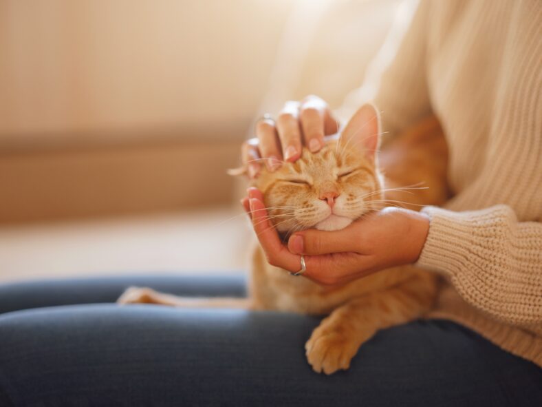 Young asian woman wears warm sweater resting with tabby cat on sofa at home one autumn day. Indoor shot of amazing lady holding ginger pet. Morning sleep time at home. Soft focus.
