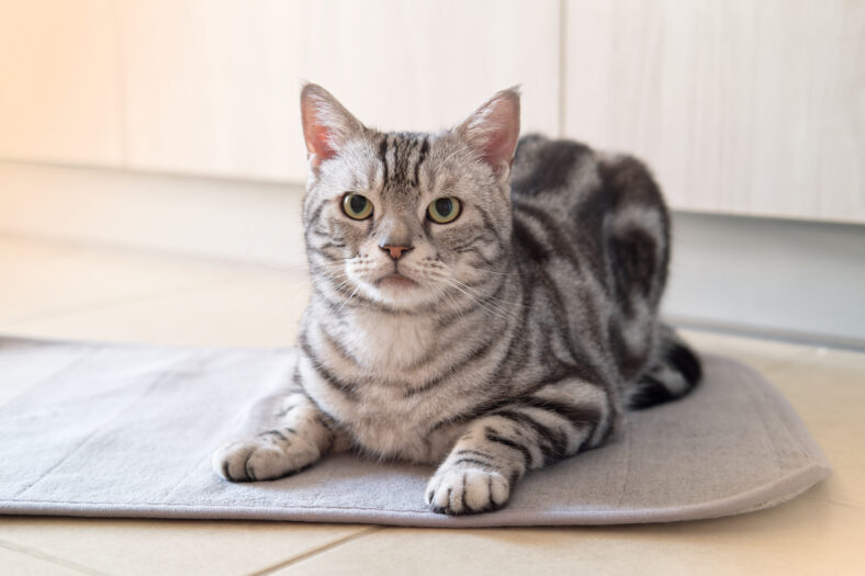 American shorthair male cat tabby classic silver color is looking and lying on the tile floor and doormat, Wooden cabinet backdrop with copy space, Pet and Built in furniture modern minimal style.
