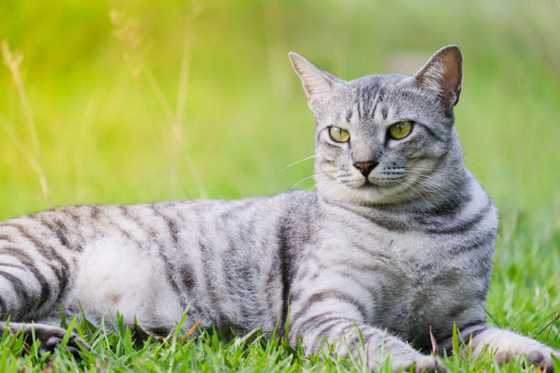 Egyptian Mau Havana Brown grumpy fat frowning cat on green lawn beautiful background
