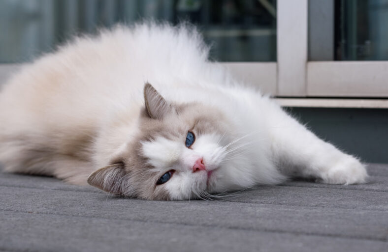 Ragdoll cat laying on deck and looking at camera with serious face